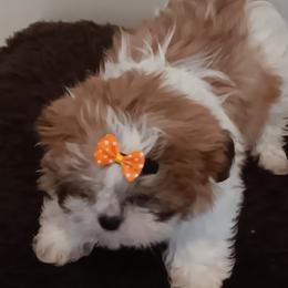 Shih Tzu Puppies from The Magical Cottage Farm