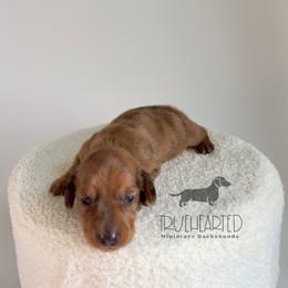 Quade - Brindle male Dachshund puppy in Royse City, Texas from Truehearted Miniature Dachshunds