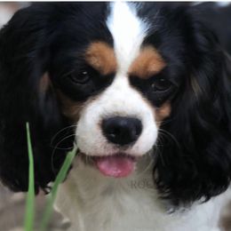 Jesse - Cavalier King Charles Spaniel