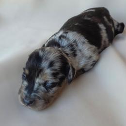 Benelli - Dapple female Dachshund puppy in Buckeye, Arizona from Duran Dachshunds