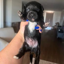 Andrew - Tri-color male Yorkipoo puppy in Calimesa, California from Teakwoodpoodleofsocal