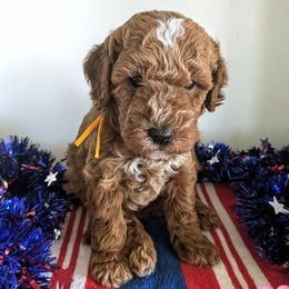 Betsy - female Whoodle puppy in Layton, Utah from Penny's Puppies