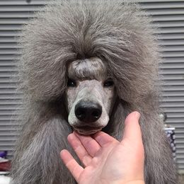 Sterling - Poodle