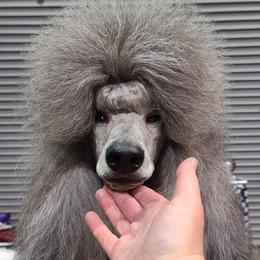 Sterling - Poodle