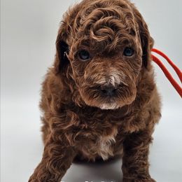 Boy 1 - Red  male Poodle puppy in Salem, Missouri from Meadowbrook Poodles
