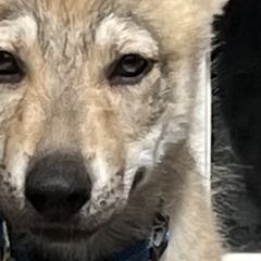 DireWolf Dancin in the Moonlight - Silver gray Czechoslovakian Vlcak puppy in Florida from DireWolf Pack