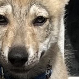 DireWolf Dancin in the Moonlight - Silver gray Czechoslovakian Vlcak puppy in Florida from DireWolf Pack