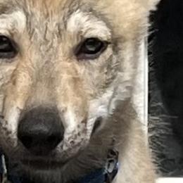 DireWolf Dancin in the Moonlight - Silver gray Czechoslovakian Vlcak puppy in Florida from DireWolf Pack
