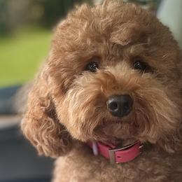 Tina - Poodle