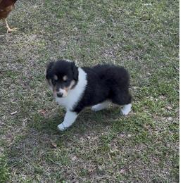 Bianca - Black white and tan female Collie puppy in Malvern, Arkansas from Lost Acres Collies
