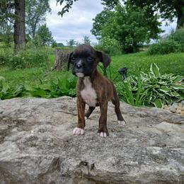 Mikey - Brindle male Boxer puppy in Cannon Falls, Minnesota from Pattys Boxers and Bulldogs