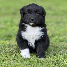 Chess - Black & white male Australian Shepherd puppy in Argyle, Iowa from Country Time Kennels