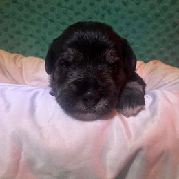 Miniature Schnauzer Puppies from S & S Miniature Schnauzer