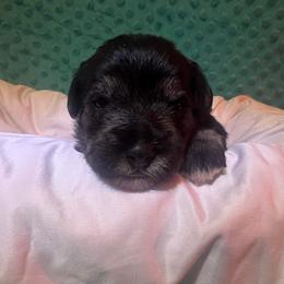 Miniature Schnauzer Puppies from S & S Miniature Schnauzer