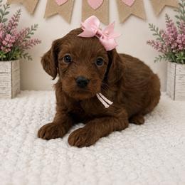 Pink girl - Red female Cavapoo puppy in Waskom, Texas from Pearls & Curls doodles & poodles