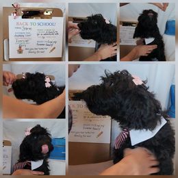 Storm - Parti female Goldendoodle puppy in Goodyear, Arizona from The Earl Dood(le)s