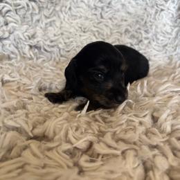 Girl 3 - Black and tan female Dachshund puppy in Hindsville, Arkansas from Okie Dokie Doxie