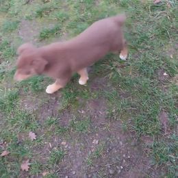 Cedar - Red tri-color female Australian Shepherd puppy in Cherry Grove, Oregon from TLC Dream and Pureland Australian Shepherds