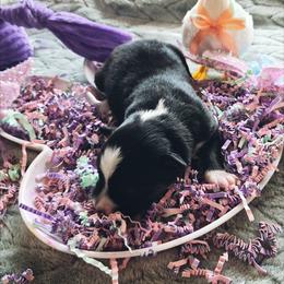 Black tri - Black tri-color female Australian Shepherd puppy in Sioux Falls, Sd Area, South Dakota from Diamond Aussies N the Rough