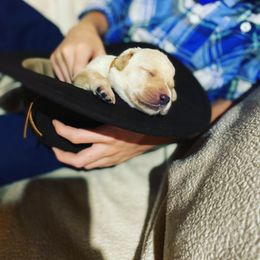 Labrador Retriever Puppies from Spring Water Labs of the Carolinas