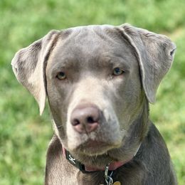 Izzie - Labrador Retriever