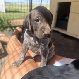 German Shorthaired Pointer Puppies from Red Hills GSPs