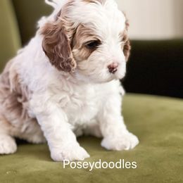 Girl 1 - Cavapoo puppy in Utah from Poseydoodle