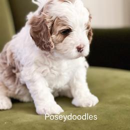 Girl 1 - Cavapoo puppy in Utah from Poseydoodle