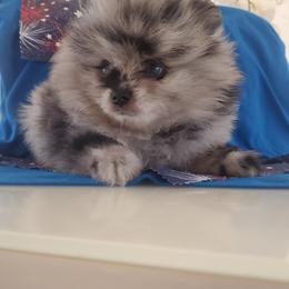 Boy 1 - Pomeranian puppy in Fort Lauderdale, Florida from El'Cienna Poms