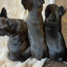 French Bulldog Puppies from Dayna Gwaltney