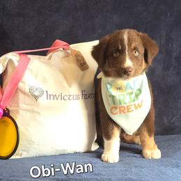 Obi-Wan - Red tri-color male Australian Shepherd puppy in Smithfield, Utah from Invictus Farms