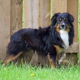 Frankie - Miniature American Shepherd