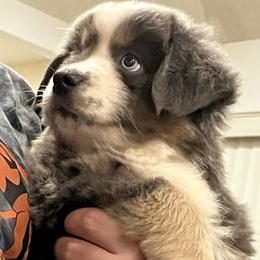 Australian Shepherd Puppies from Storm and Sage Australian Shepherds