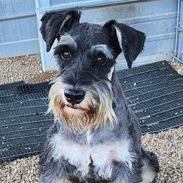 Sergeant - Miniature Schnauzer