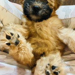 Soft Coated Wheaten Terrier Puppies from Wonderful Wheatens