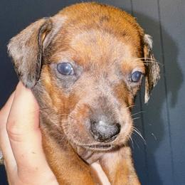 Boy 3 - Dapple male Dachshund puppy in Martin, Georgia from Dachshund heaven