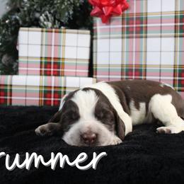 Drummer - Liver white and roan male English Springer Spaniel puppy in Barnstead, New Hampshire from C & S Farms