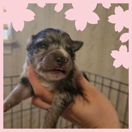 Girl 2 - Blue merle female Australian Shepherd puppy in Lubbock, Texas from Texas Bluebonnet Herders