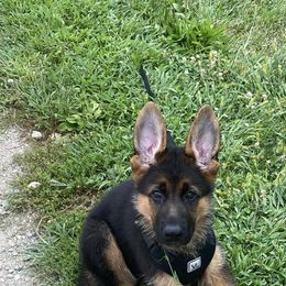 German Shepherd Puppies from Ewig Krieger Kennels