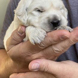 Dachshund and Golden Retriever Puppies from Charmm Dachshunds & English Cream Golden Retrievers