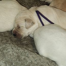 Purple - Golden female Golden Retriever puppy in Lucasville, Ohio from Halo Kennels