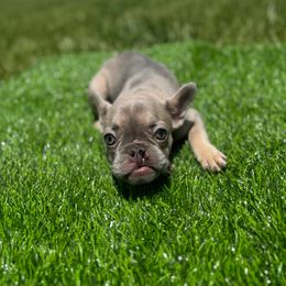 Clementine - Tricolors female French Bulldog puppy in Port St. Lucie, Florida from TheBullzFoundation