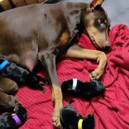Boy 2 - Red and rust male Doberman Pinscher puppy in Houston, Texas from Tycho's Dobermans