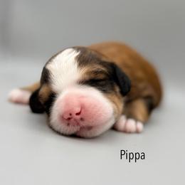 Pippa - female Australian Mountain Doodle puppy in Chattanooga, Tennessee from River City Doodles TN
