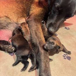 Girl 1 - female Belgian Malinois puppy in Franklin County, Missouri from Tomy K9 Support Services