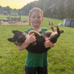 Miss Purple - Black and tan female German Shepherd puppy in Lawton, Michigan from Free Indeed Shepherds