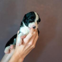 Border Collie, Papillon, Sporty Mix, and Whippet Puppies from Old Hemp Border Collies / Open Horizon Sport Dogs