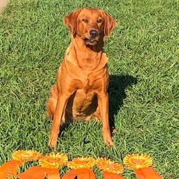 Dixie - Labrador Retriever