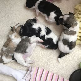 Havanese Puppies from Sunsation Havanese