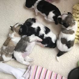 Havanese Puppies from Sunsation Havanese